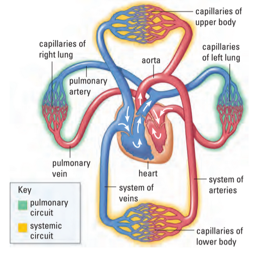 Bloodflow circuits