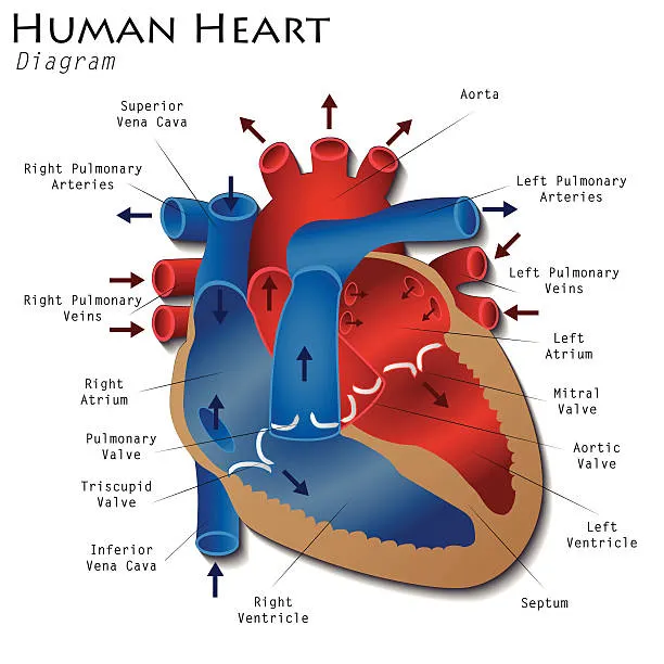 Diagram of the heart incl. bloodflow