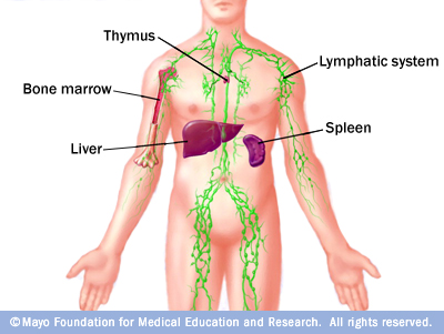 Lymphatic system diagram