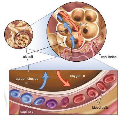 Alveoli