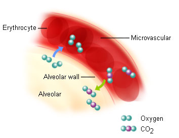 External respiration