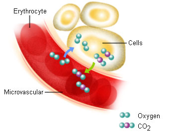 Internal respiration