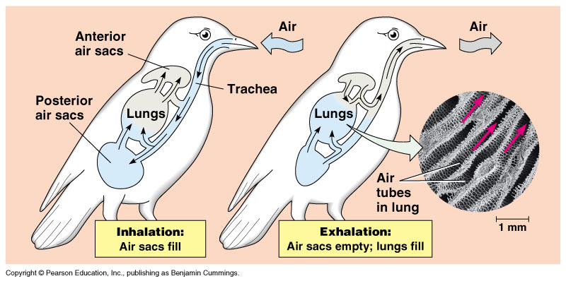 Counter-current flow diagram in birds