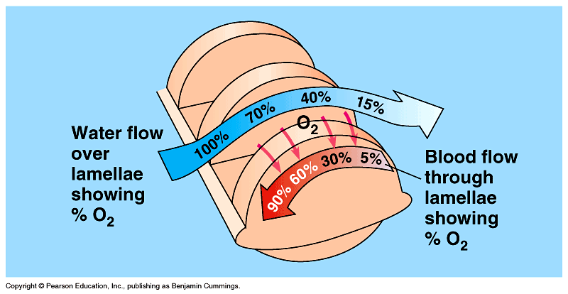 Counter-current flow diagram in fish gills