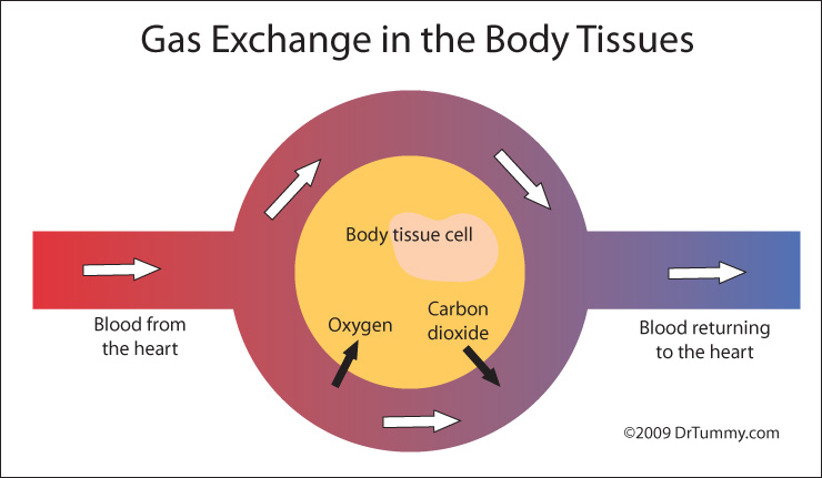 Gas exchange to body cells