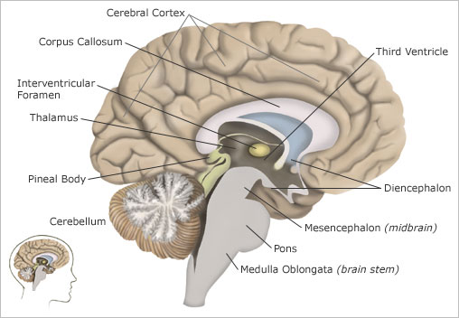 Diagram of the brain