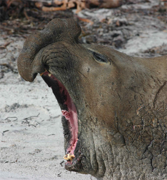 Elephant seal