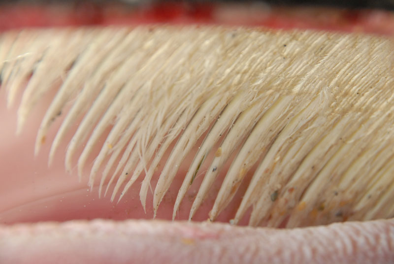 Baleen