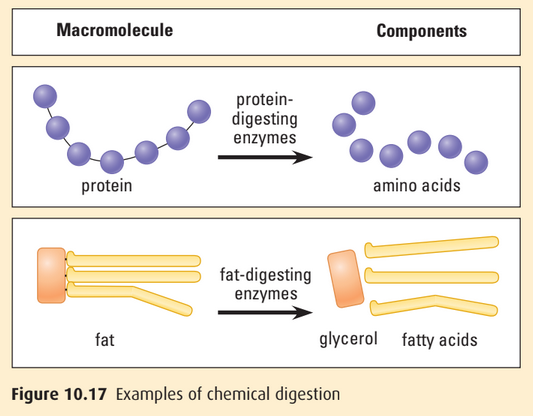 Examples of chemical digestion