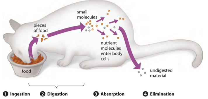 4 Stages of Digestion