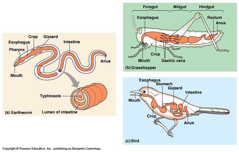 Extracellular digestion