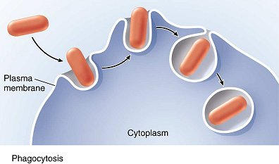 Phagocytosis