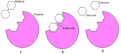 Chemical digestion diagram