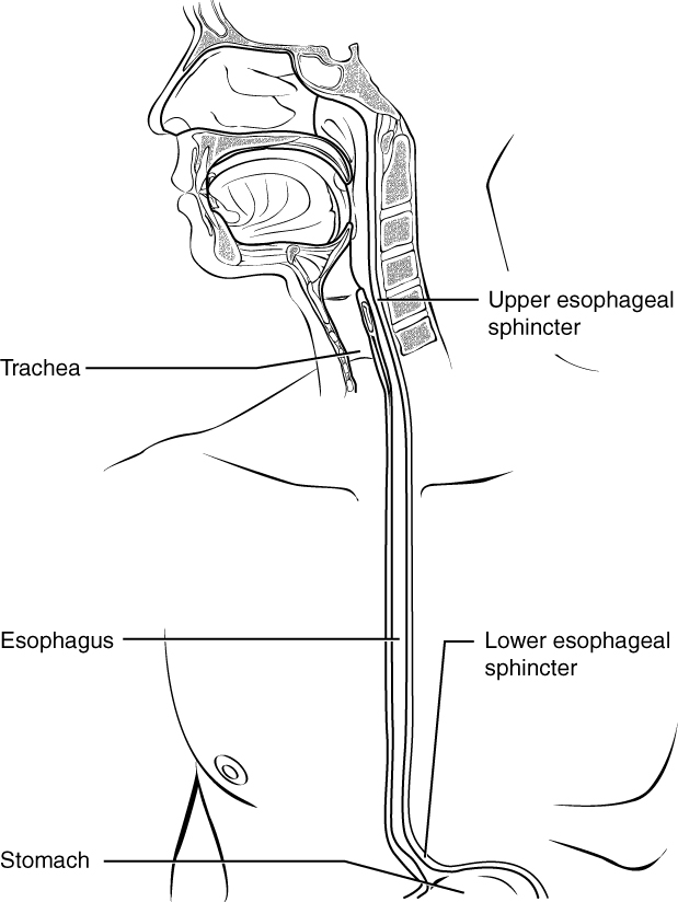 Esophagus diagram