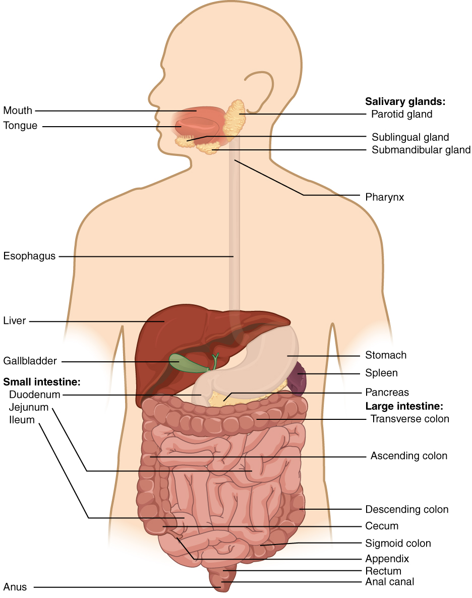 Diagram of Human Digestive Tract