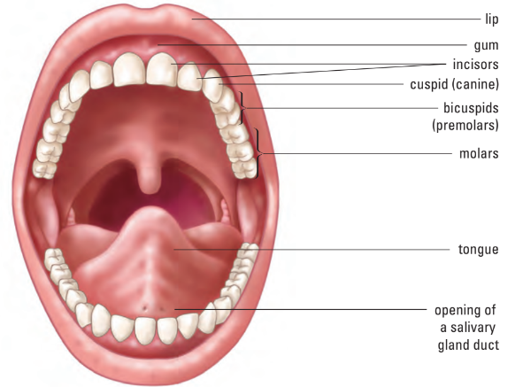 Mouth anatomy