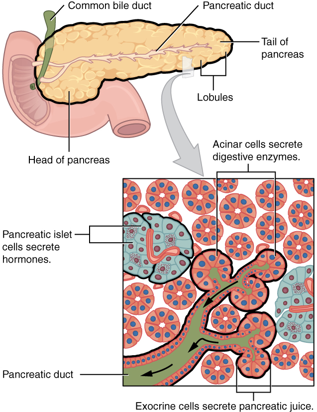 Pancreas diagram