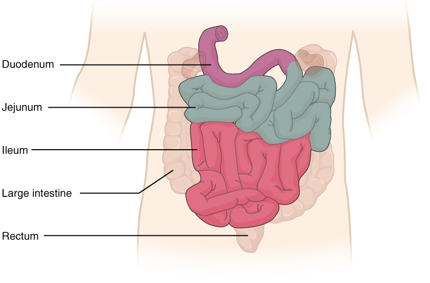 Small intestines diagram
