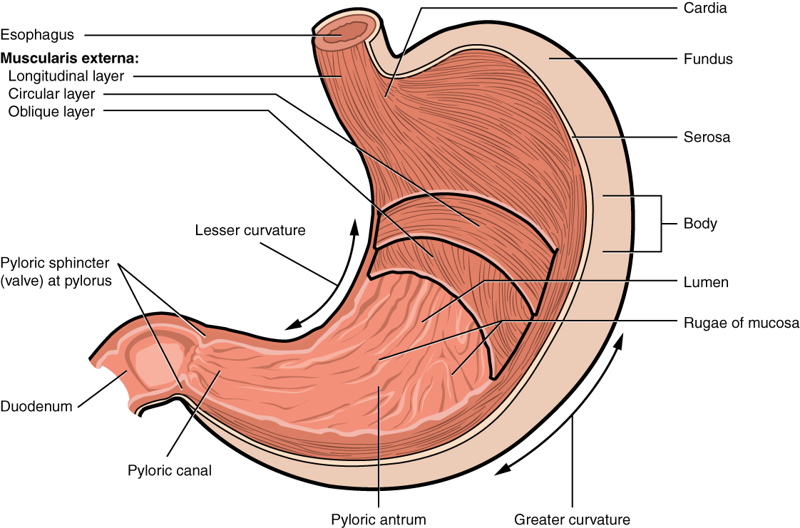 Stomach diagram