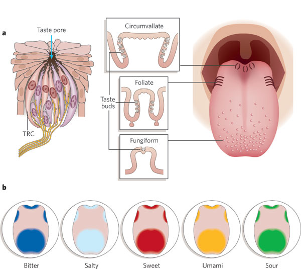 Taste bud anatomy
