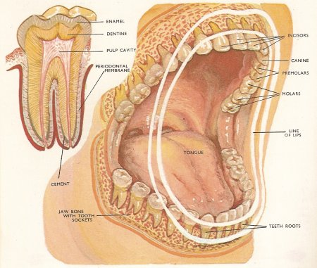 Teeth anatomy