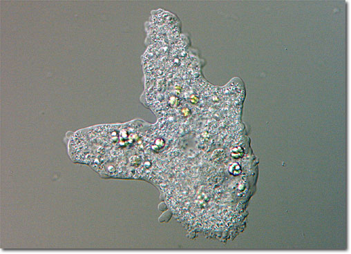 Amoeba