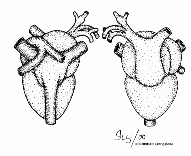 Amphibian heart