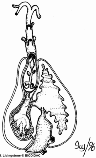 Fish heart cross-section