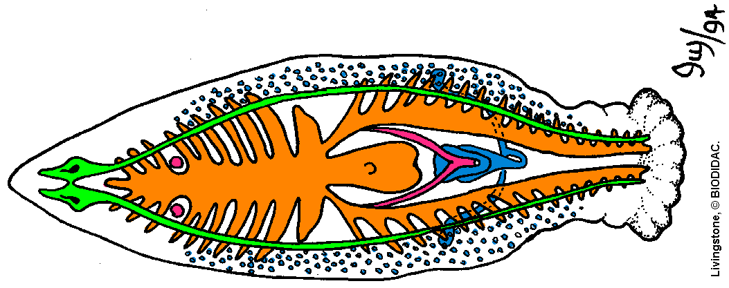 Flatworm cross-section