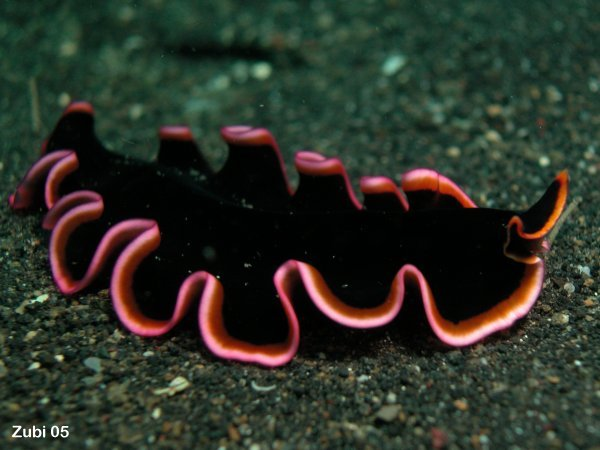 Flatworm