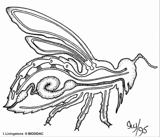 Insect cross-section
