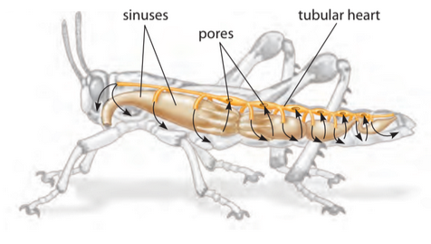 Open circulatory system diagram