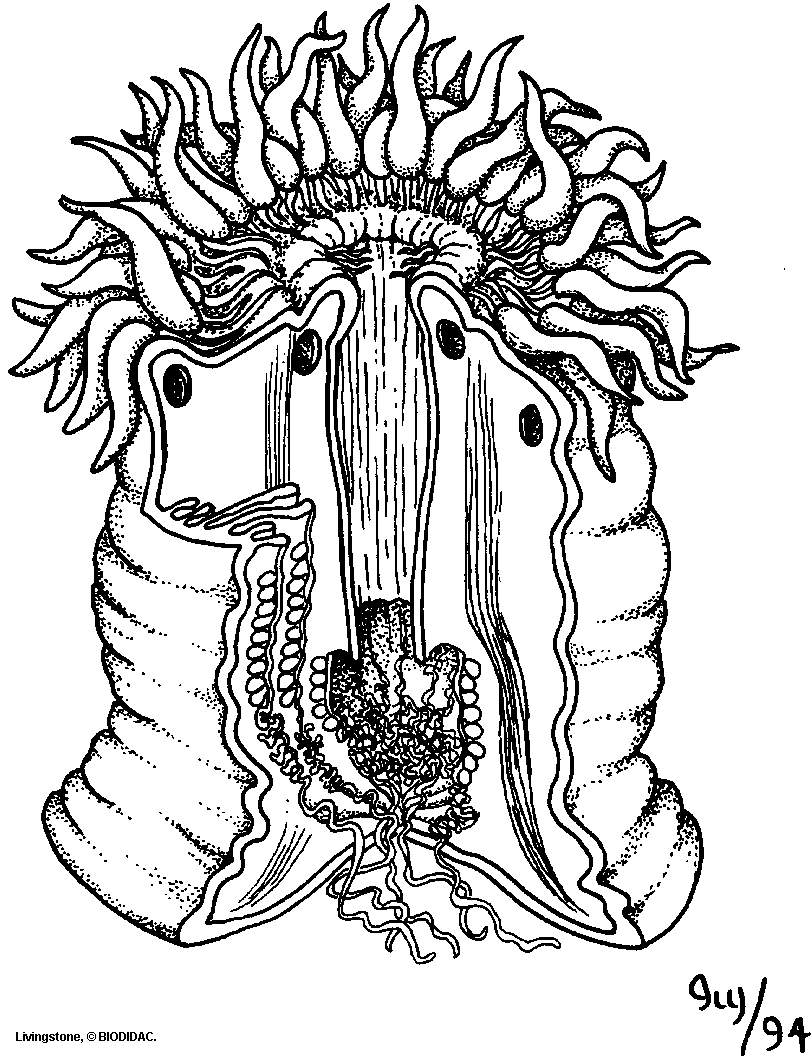 Sea anemone cross-section