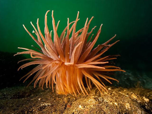 Sea anemone