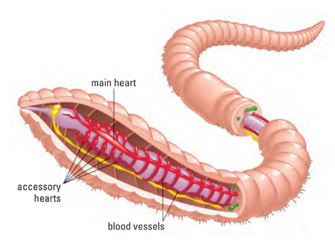 Earthworm circ. sys.