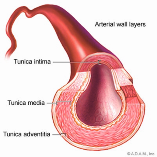 Artery diagram