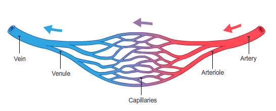 Basic diagram of transport vessels