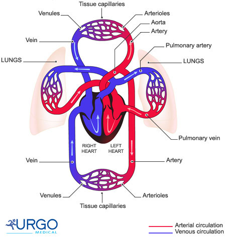 Basic diagram of mammalian circulation