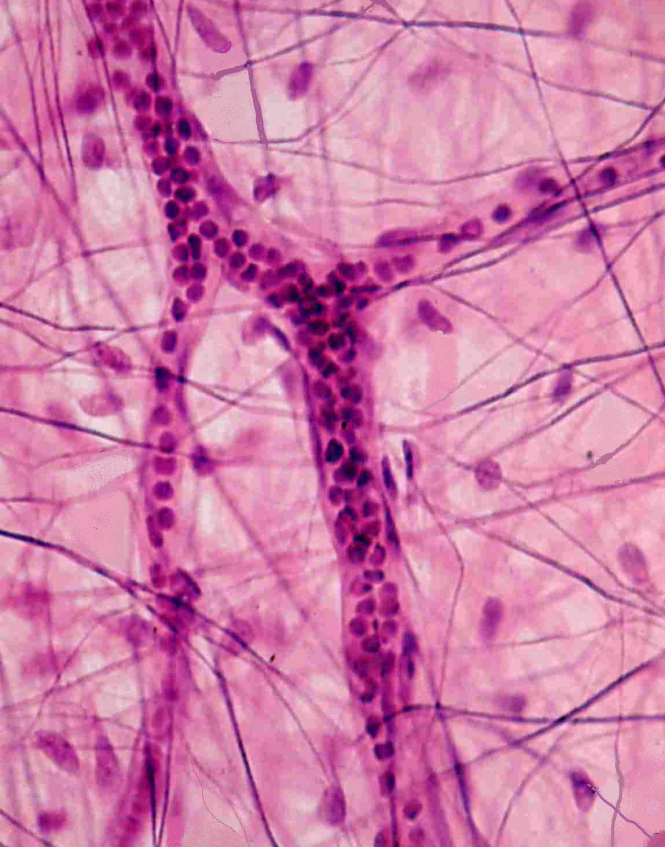 Microscopic image of capillaries