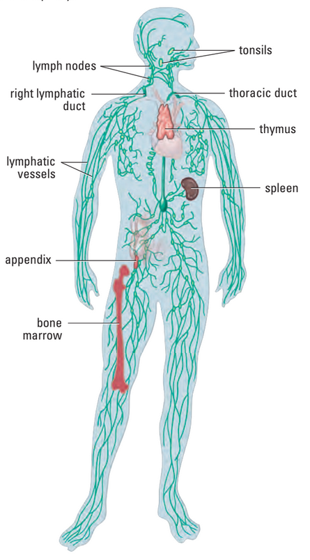 Lymphatic system
