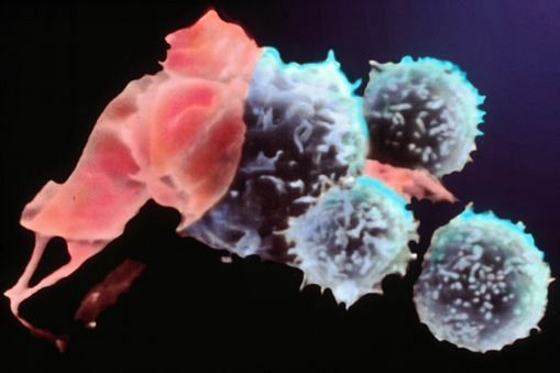 WBCs bursting antibodies