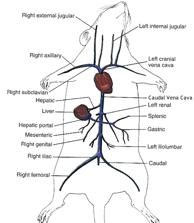 CS Guide for Veins