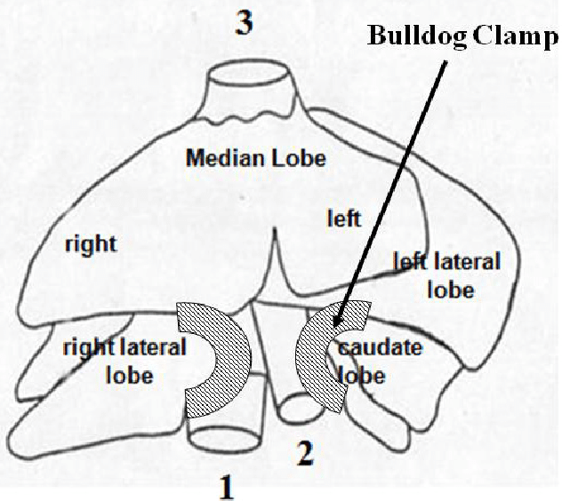 Rat Liver Lobes