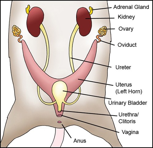 RS Female