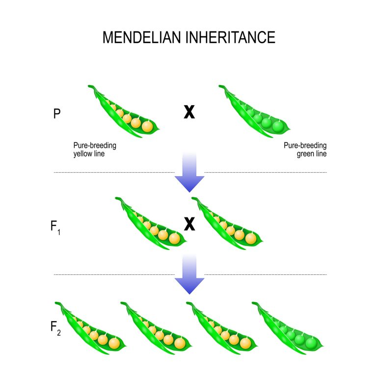 Mendelian inheritance