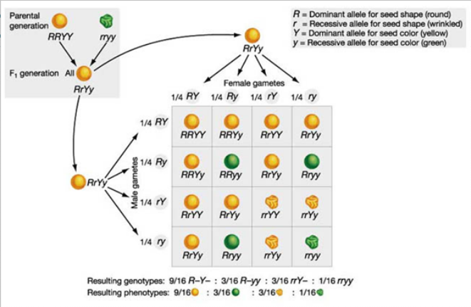 Dihybrid cross