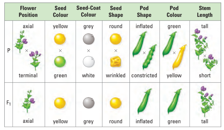 Inheritance Patterns Observed by Mendel