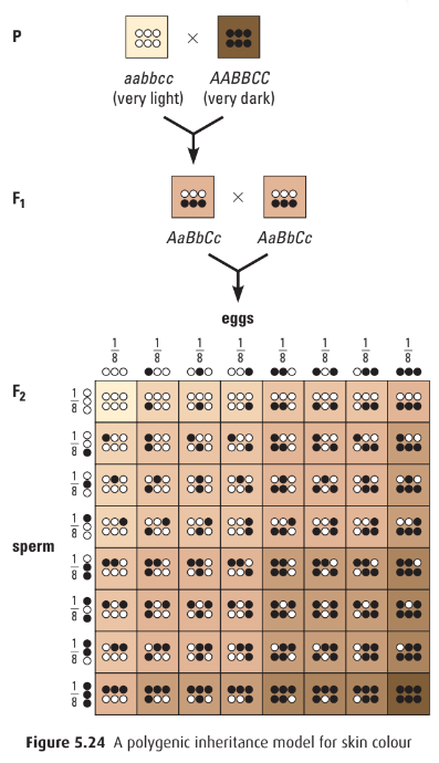 Polygenic Punnet square for skin colour