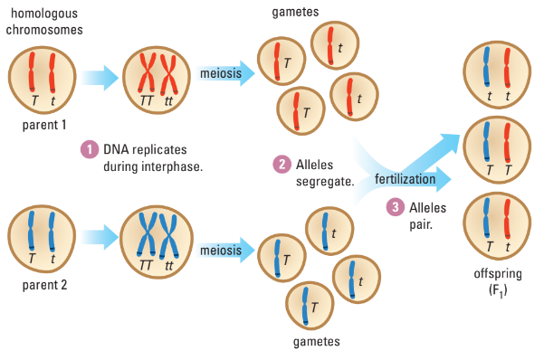 Segregation in meiosis