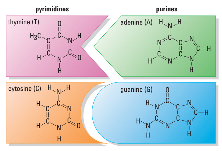 Pairing of nitrogenous bases
